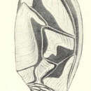 Image of <i>Scalpellum japonicum biramosum</i> Pilsbry