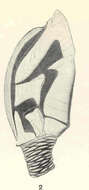 Image of Scalpelliformes Buckeridge & Newman 2006