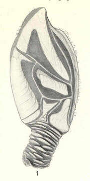 Image of Scalpellidae Pilsbry 1907