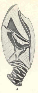 Image of Scalpellidae Pilsbry 1907