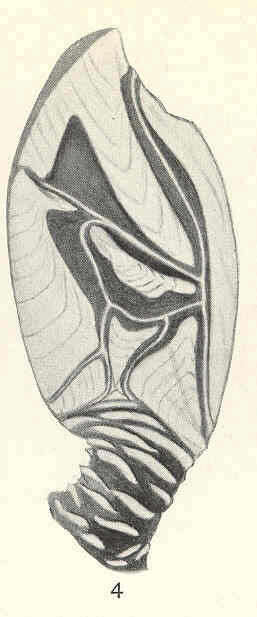 Image de Scalpelliformes Buckeridge & Newman 2006