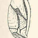 Image of Gymnoscalpellum larvale (Pilsbry 1907)