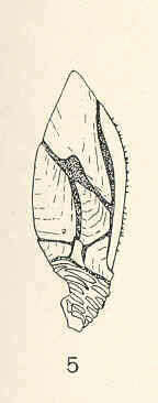 Image of Gymnoscalpellum Newman & Ross 1971