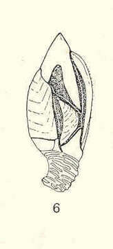 Image of Gymnoscalpellum Newman & Ross 1971