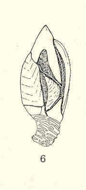 Image of Gymnoscalpellum Newman & Ross 1971