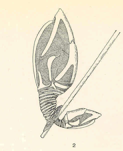 Image of Gymnoscalpellum Newman & Ross 1971