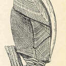 Image of Teloscalpellum pacificum (Pilsbry 1907)