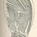 Sivun Neoscalpellum phantasma (Pilsbry 1907) kuva