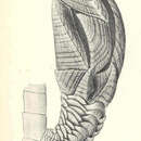Image of <i>Trianguloscalpellum weltnerianum</i> (Pilsbry 1911)