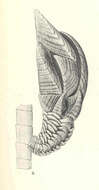 Image of Trianguloscalpellum Zevina 1978