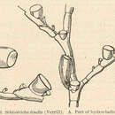 Image of Halopteris tenella (Verrill 1874)