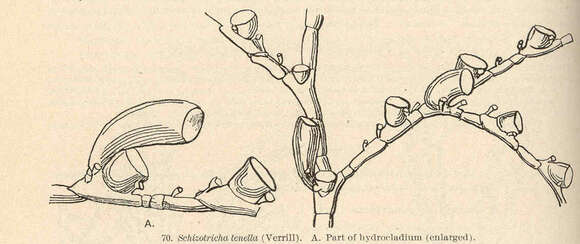 Image of Plumularioidea McCrady 1859