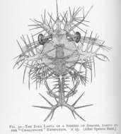 Image of Sergestoidea Dana 1852