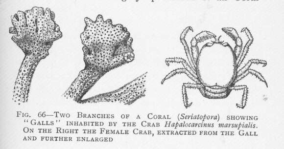 Image of Pocilloporidae Gray 1840