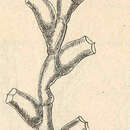 Sertularella gayi (Lamouroux 1821) resmi