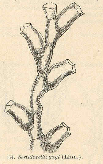 Слика од Sertularioidea Lamouroux 1812