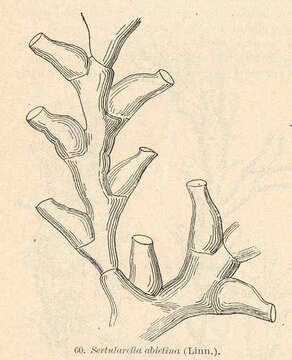 Image of Sertularioidea Lamouroux 1812