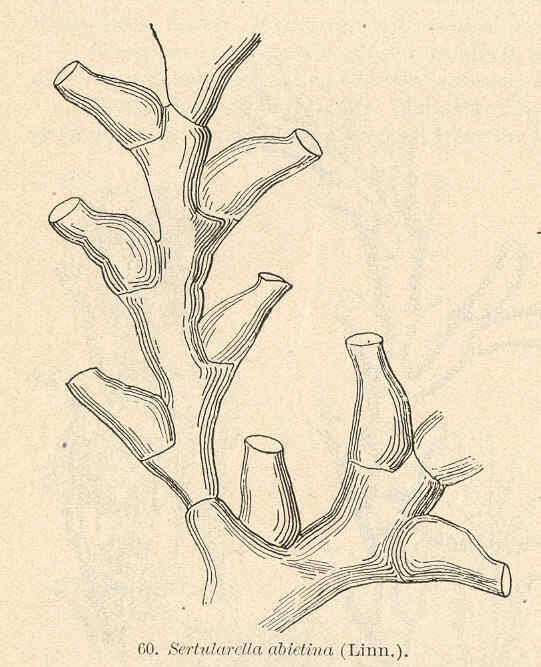 Imagem de Sertularioidea Lamouroux 1812