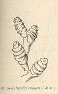 Слика од Sertularioidea Lamouroux 1812