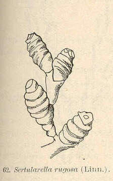 Imagem de Sertularioidea Lamouroux 1812