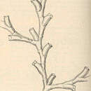 Слика од Symplectoscyphus tricuspidatus (Alder 1856)