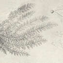 صورة Sertularia argentea Linnaeus 1758
