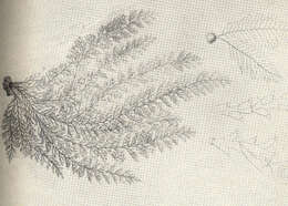 Image of Sertularia Linnaeus 1758