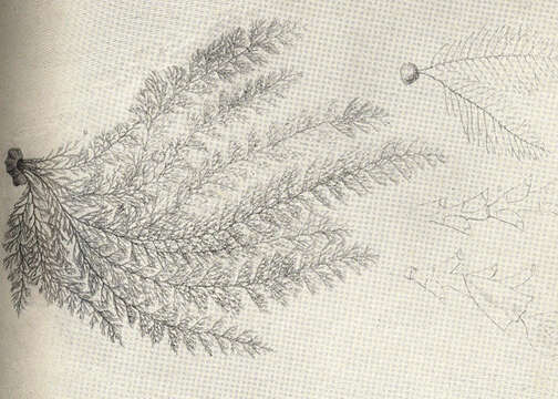 Image of Sertularia Linnaeus 1758