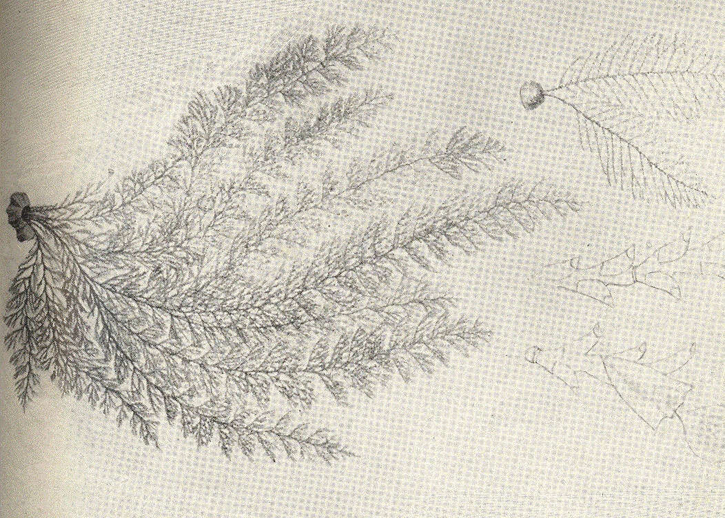 صورة Sertularia Linnaeus 1758