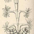 Image of Dynamena disticha (Bosc 1802)