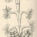 صورة Dynamena disticha (Bosc 1802)