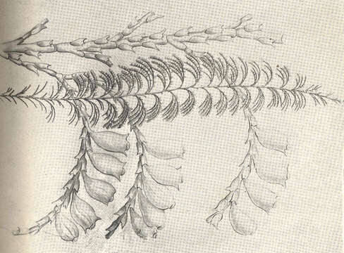 Image of Sertularioidea Lamouroux 1812