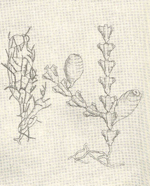Image of Sertularioidea Lamouroux 1812