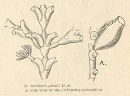 صورة Sertularioidea Lamouroux 1812