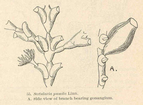 Image of Sertularioidea Lamouroux 1812