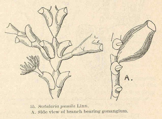 Plancia ëd Sertularioidea Lamouroux 1812