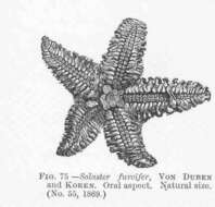 Image de Solasteridae Viguier 1878