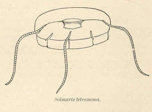 Imagem de Narcomedusae Haeckel 1879