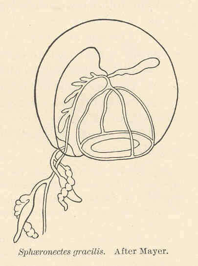 Plancia ëd Sphaeronectidae Huxley 1859