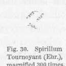 Spirillum resmi