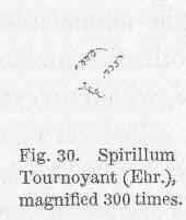 Image of Spirillaceae