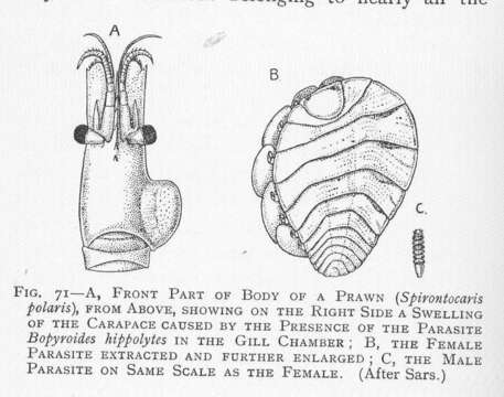 Image of Lebbeus White 1847