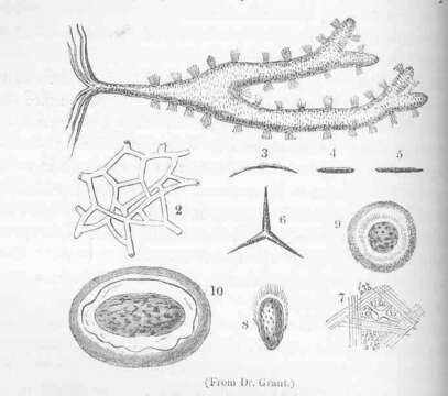 Image of Chalinidae Gray 1867