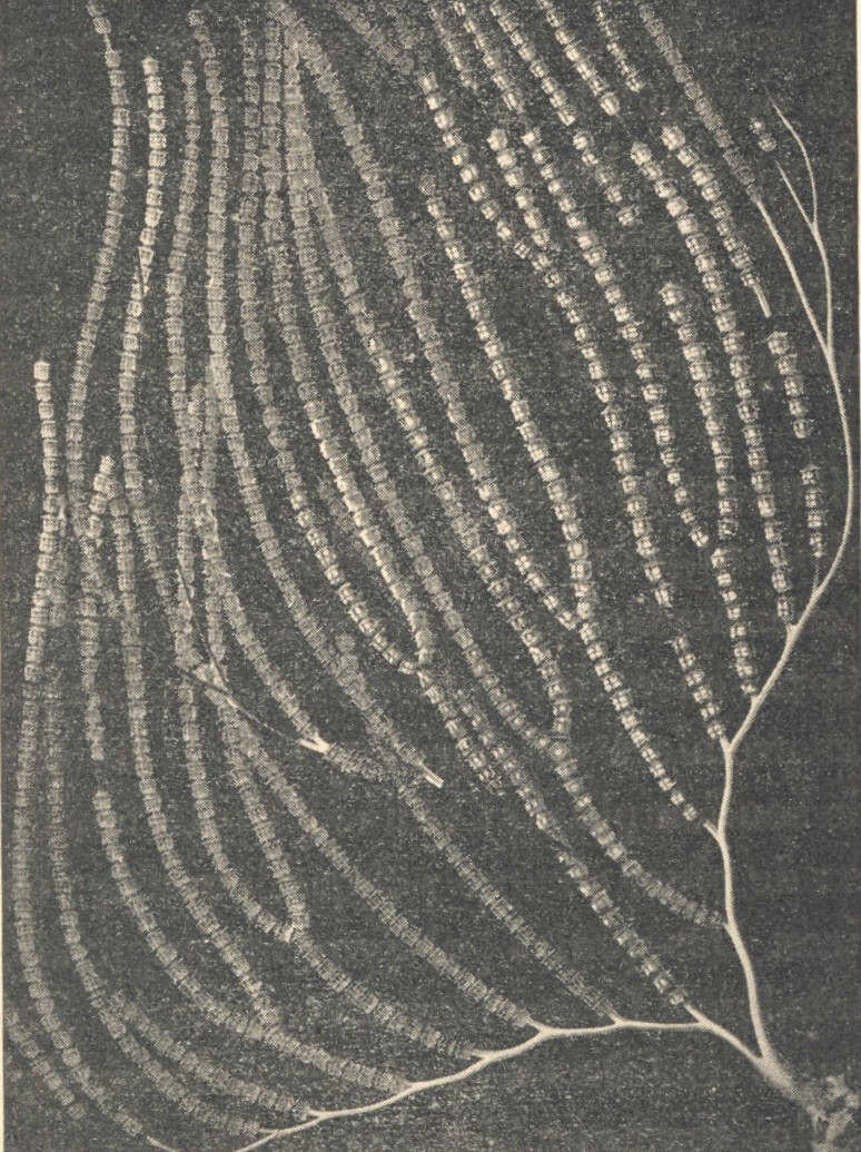 Image of Stromatoporoidea
