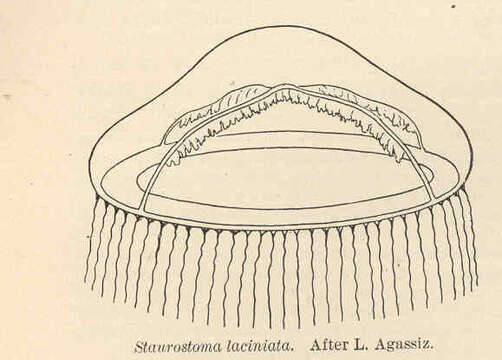 Image of Laodiceidae Agassiz 1862