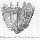 Image of Stephanocyathus (Odontocyathus) nobilis (Moseley 1876)