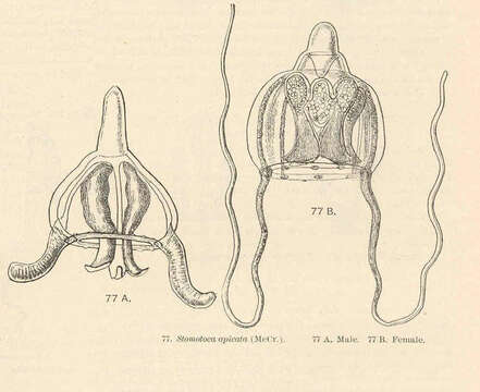 Image of Pandeidae Haeckel 1879