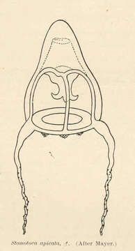 Image of Pandeidae Haeckel 1879