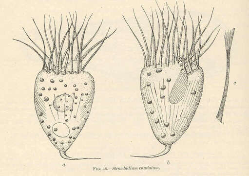 Imagem de Oligotrichia