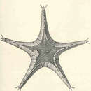 Imagem de Styracaster armatus Sladen 1883